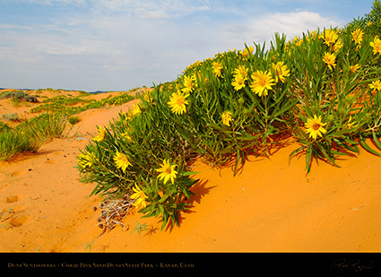 Coral_Sands_Dune_Sunflowers_X2400