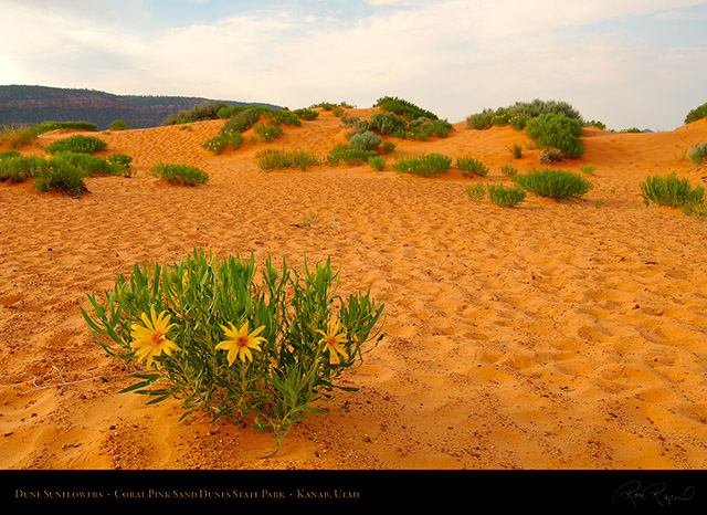 Coral_Sands_Dune_Sunflowers_X2404