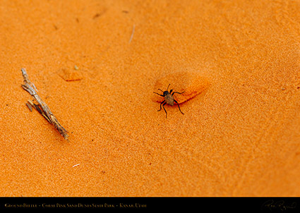 Coral_Sands_Ground_Beetle_X2415