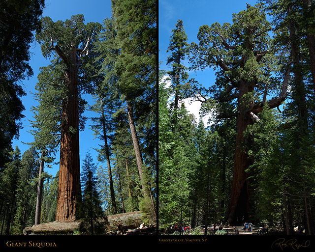 GiantSequoia_X0211_X0482s