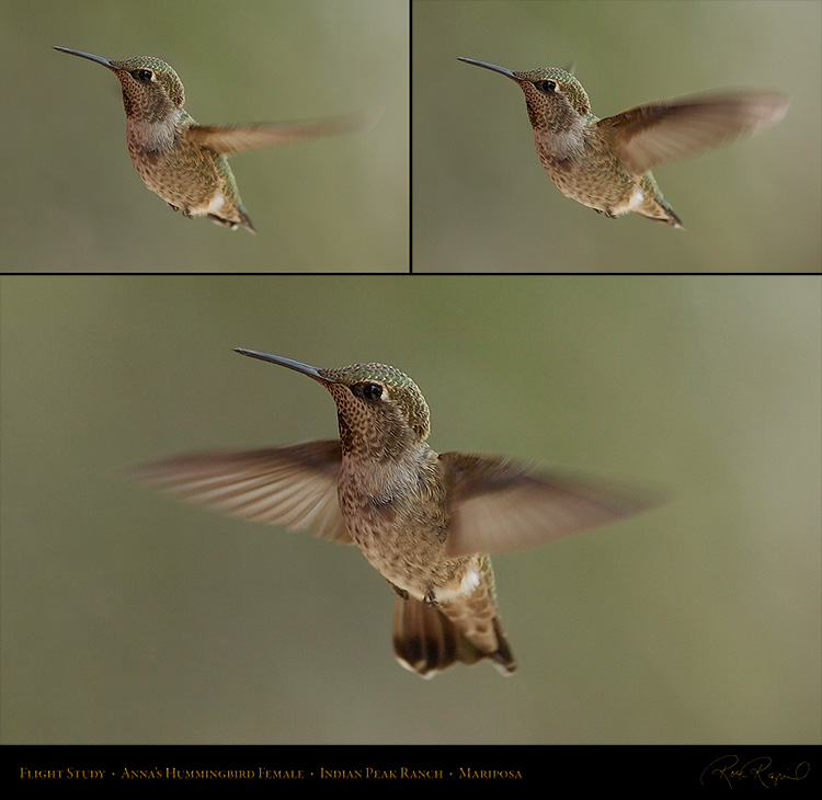 Annas_Hummingbird_Female_Flight_Study