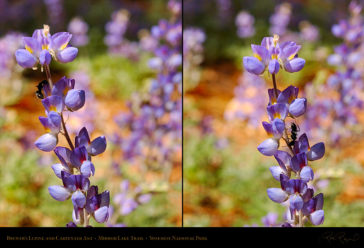 Brewers_Lupine_Carpenter_Ant_4009-4013c