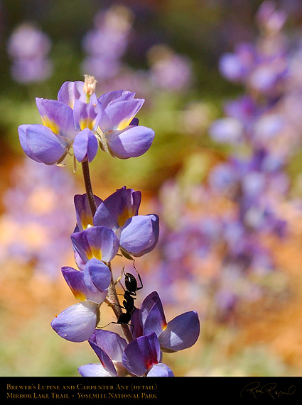 Brewers_Lupine_Carpenter_Ant_4014c