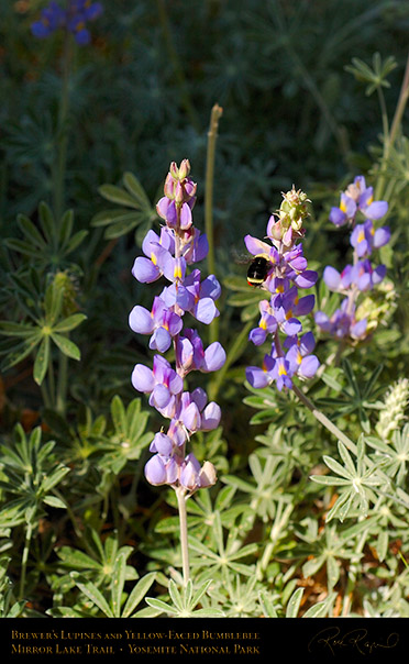Brewers_Lupines_Bumblebee_3589