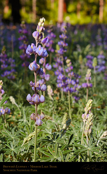 Brewers_Lupines_Mirror_Lake_Trail_3583