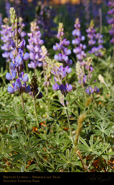 Brewers_Lupines_Mirror_Lake_Trail_3586