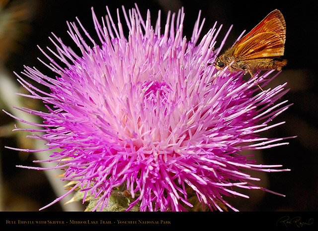 Bull_Thistle_Skipper_Mirror_Lake_Trail_3969c