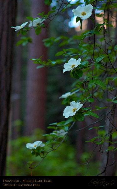 Dogwood_Mirror_Lake_Trail_X0733