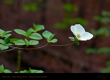 Dogwood_Mirror_Lake_Trail_X2252