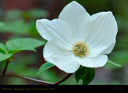 Dogwood_Mirror_Lake_Trail_X2256