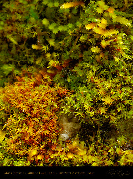 Moss_Detail_Mirror_Lake_Trail_X0269c