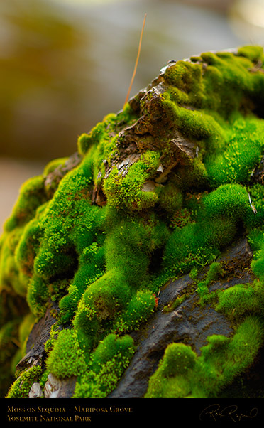 Moss_on_Sequoia_Mariposa_Grove_X0499