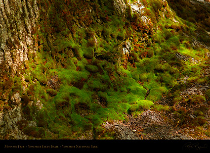 Moss_on_Tree_Yosemite_Falls_Trail_X0629