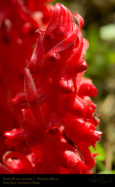 Snow_Plant_Detail_3545