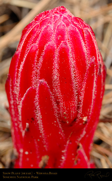 Snow_Plant_Detail_X0244
