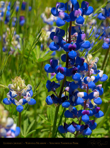 Wawona_Lupines_X0754c