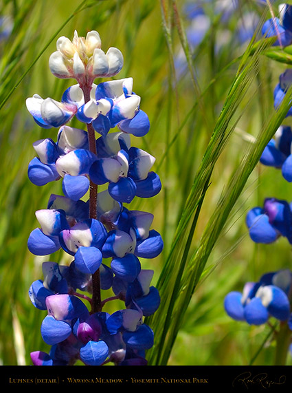 Wawona_Lupines_X0756c