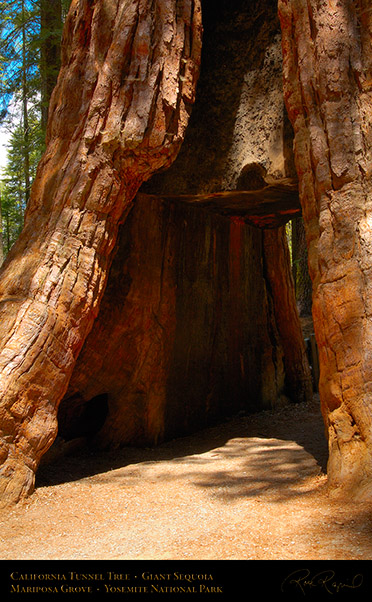 California_Tunnel_Tree_Mariposa_Grove_X2360