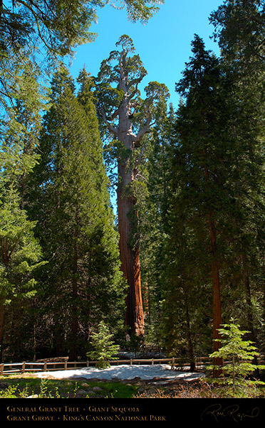 General_Grant_Tree_Kings_Canyon_X0210