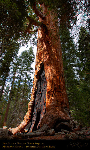 Grizzly_Giant_Sequoia_Fire_Scar_2727