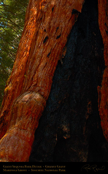 Giant_Sequoia_Bark_Detail_X2372c