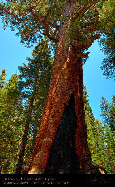 Grizzly_Giant_Sequoia_Fire_Scar_X2372