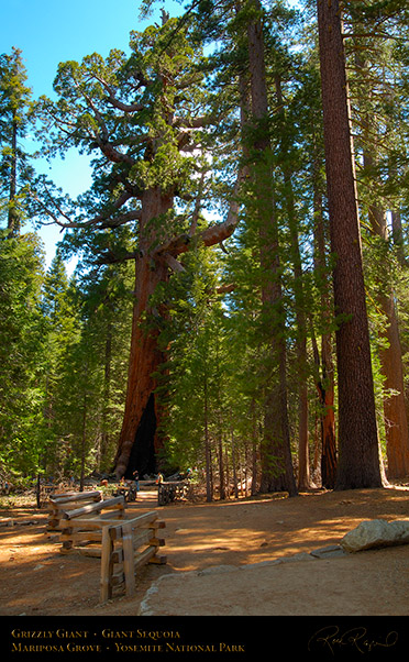 Grizzly_Giant_Sequoia_Mariposa_Grove_X2351