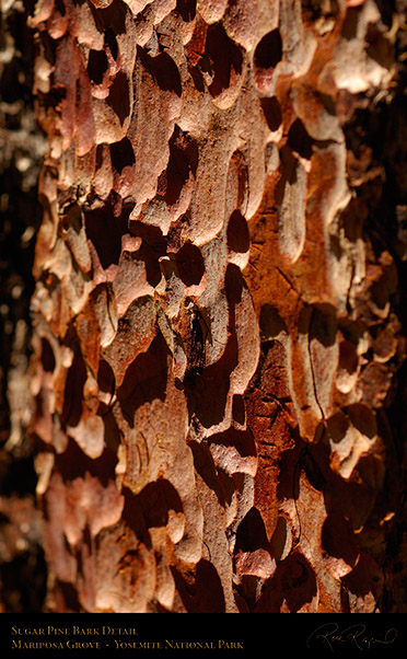 Sugar_Pine_Bark_Detail_X0468