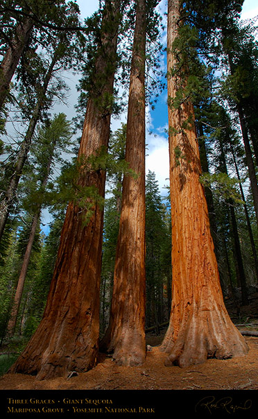 Three_Graces_Mariposa_Grove_3081