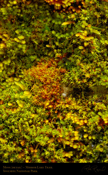 Moss_Detail_Mirror_Lake_Trail_X0269