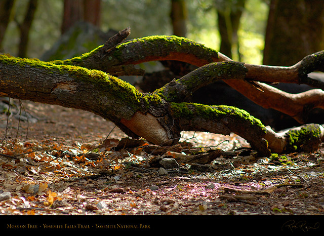 Moss_on_Tree_Yosemite_Falls_Trail_X0401