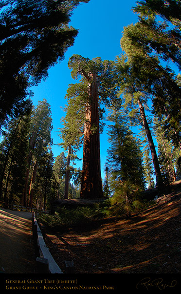 General_Grant_Tree_FE_Kings_Canyon_X6897