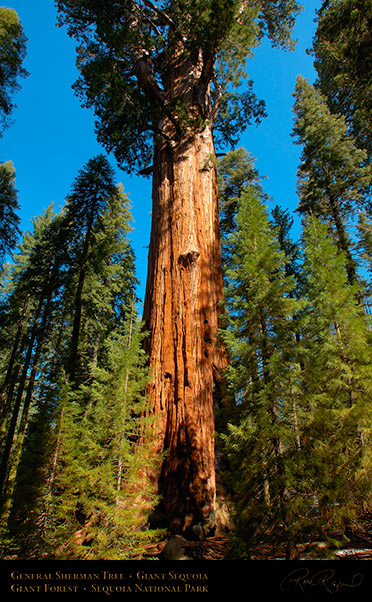 General_Sherman_Tree_Sequoia_X0206