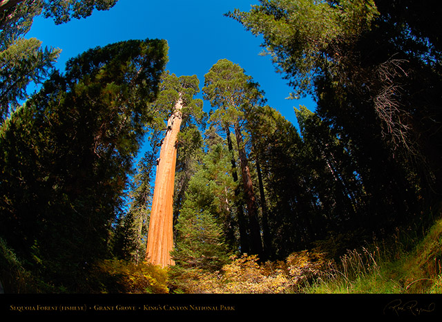 Sequoia_Forest_FE_Kings_Canyon_X6885