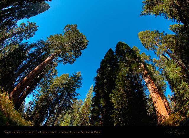 Sequoia_Forest_FE_Kings_Canyon_X6888