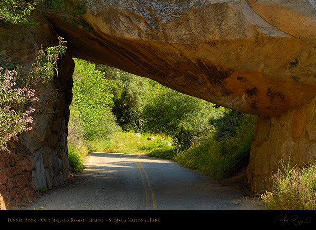 Tunnel_Rock_Old_Sequoia_Road_Spring_X0198