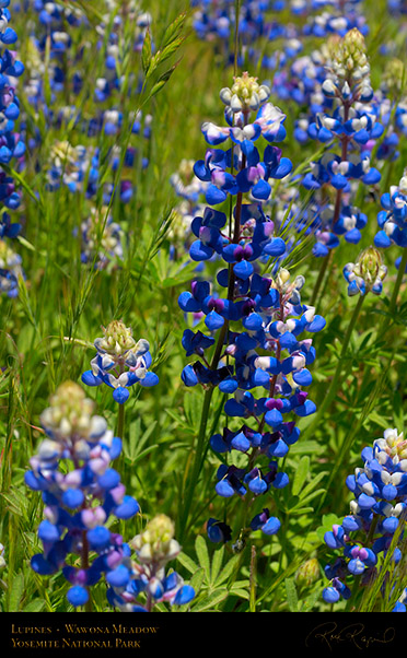 Wawona_Lupines_X0754