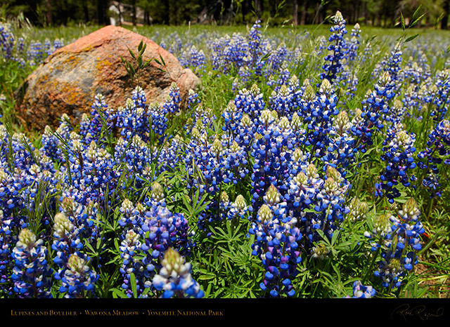 Wawona_Lupines_X0767