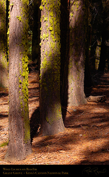 Wolf_Lichen_Red_Fir_Kings_Canyon_HS4355