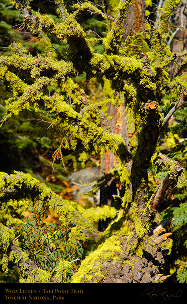 Wolf_Lichen_Taft_Point_Trail_X6774