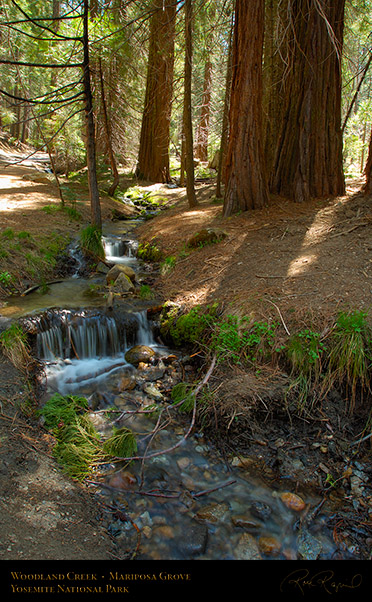 Woodland_Creek_Mariposa_Grove_X2349