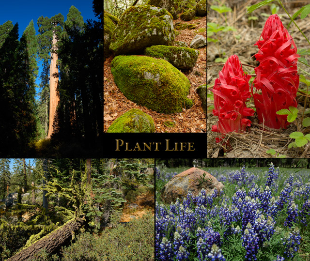 Plant_Life
