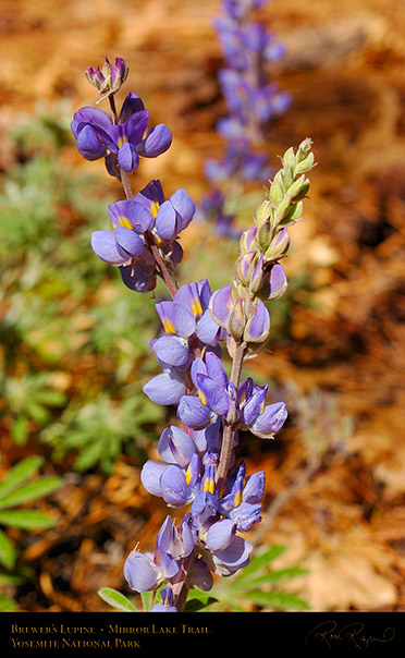 Brewers_Lupine_Mirror_Lake_Trail_4002