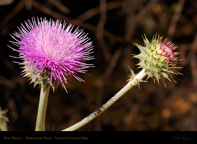 Bull_Thistle_Mirror_Lake_Trail_3963