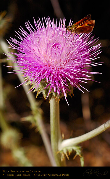 Bull_Thistle_Skipper_Mirror_Lake_Trail_3965