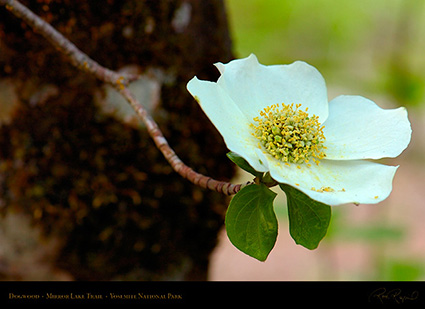 Dogwood_Mirror_Lake_Trail_HS9248