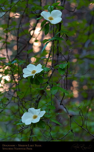 Dogwood_Mirror_Lake_Trail_X0728