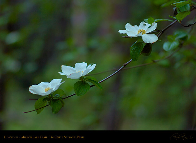 Dogwood_Mirror_Lake_Trail_X0732