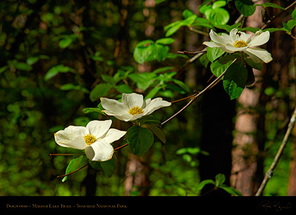 Dogwood_Mirror_Lake_Trail_X0885