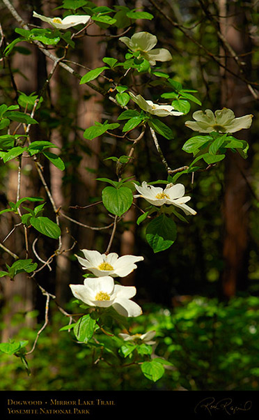 Dogwood_Mirror_Lake_Trail_X0886